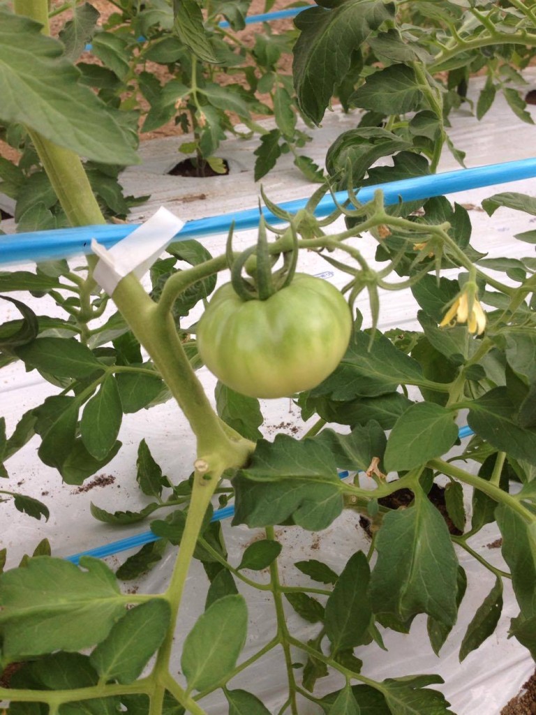 大玉トマト。こちらはあと2週間くらいで収穫だそうです。